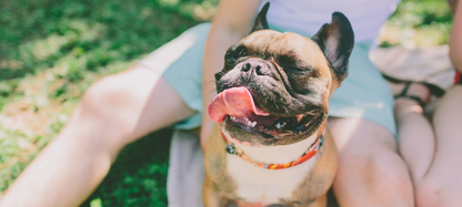French bulldog sticking tongue out in front of person